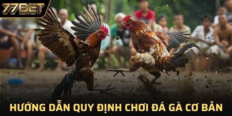 Hướng dẫn quy định chơi đá gà cơ bản 