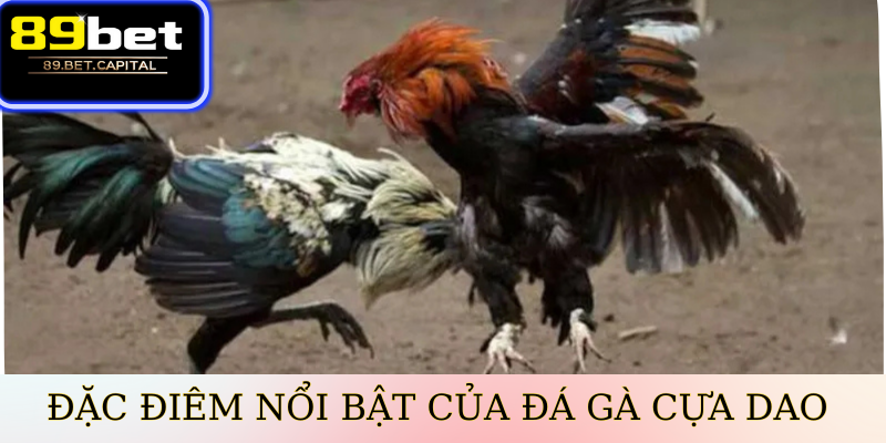 Đặc Điểm Nổi Bật Của Đá Gà Cựa Dao