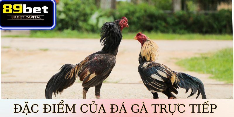 Đặc Điểm Của Đá Gà Trực Tiếp