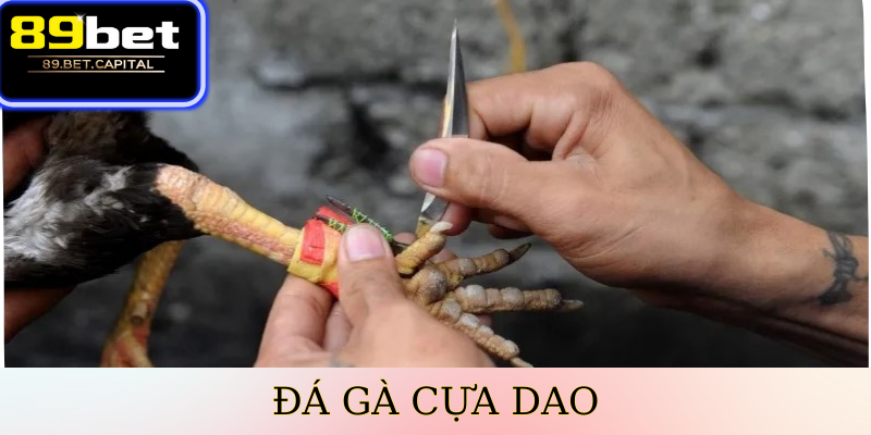 Đá Gà Cựa Dao
