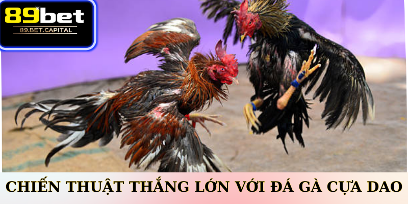 Chiến Thuật Thắng Lớn Với Đá Gà Cựa Dao