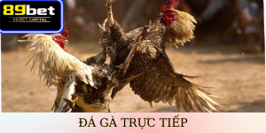 Đá Gà Trực Tiếp