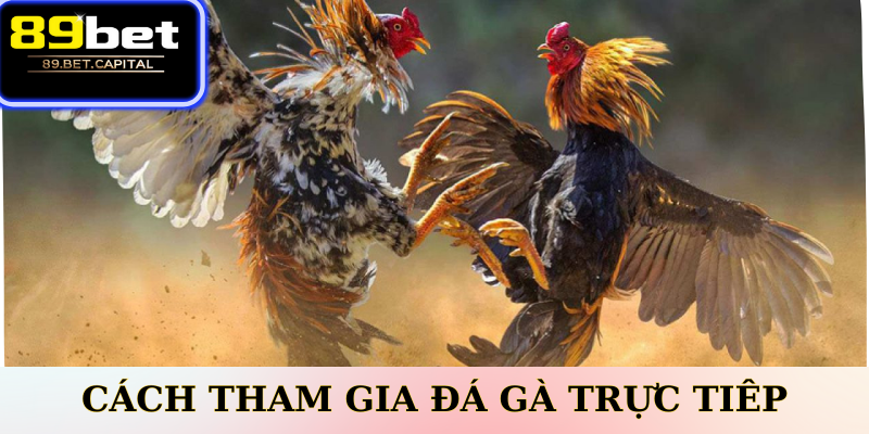 Cách Tham Gia Cá Cược Đá Gà Trực Tiếp