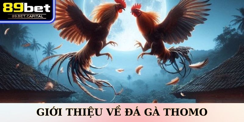Giới Thiệu Về Đá Gà Thomo