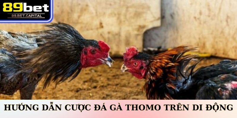 Hướng Dẫn Cược Đá Gà Thomo Trên Di Động